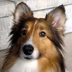 Meet your Posher, Betty